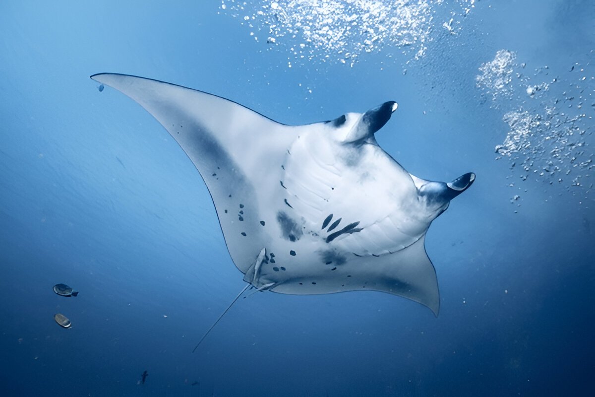 Manta Point